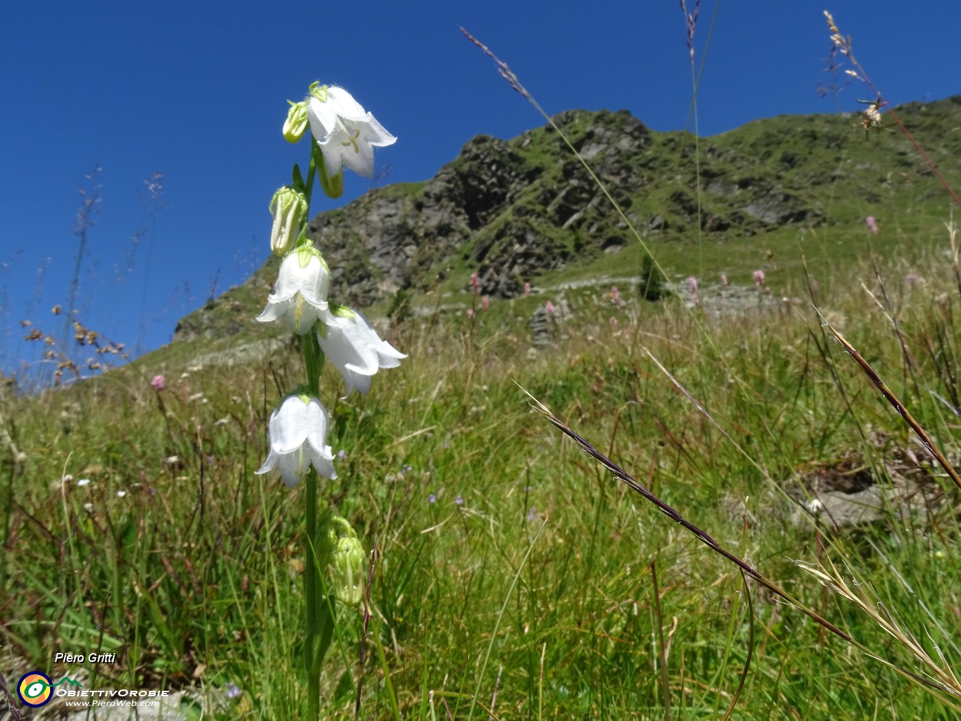 32 Campanula barbata bianca (Campanula selvatica).JPG